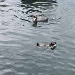 Humboldtpinguin Humboldtpinguin in water